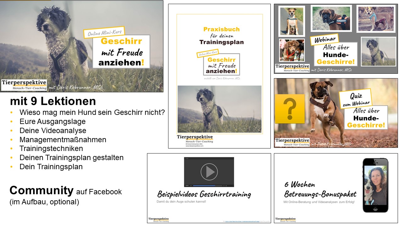 powerpoint Minikurs Geschirr freudig anziehen 5